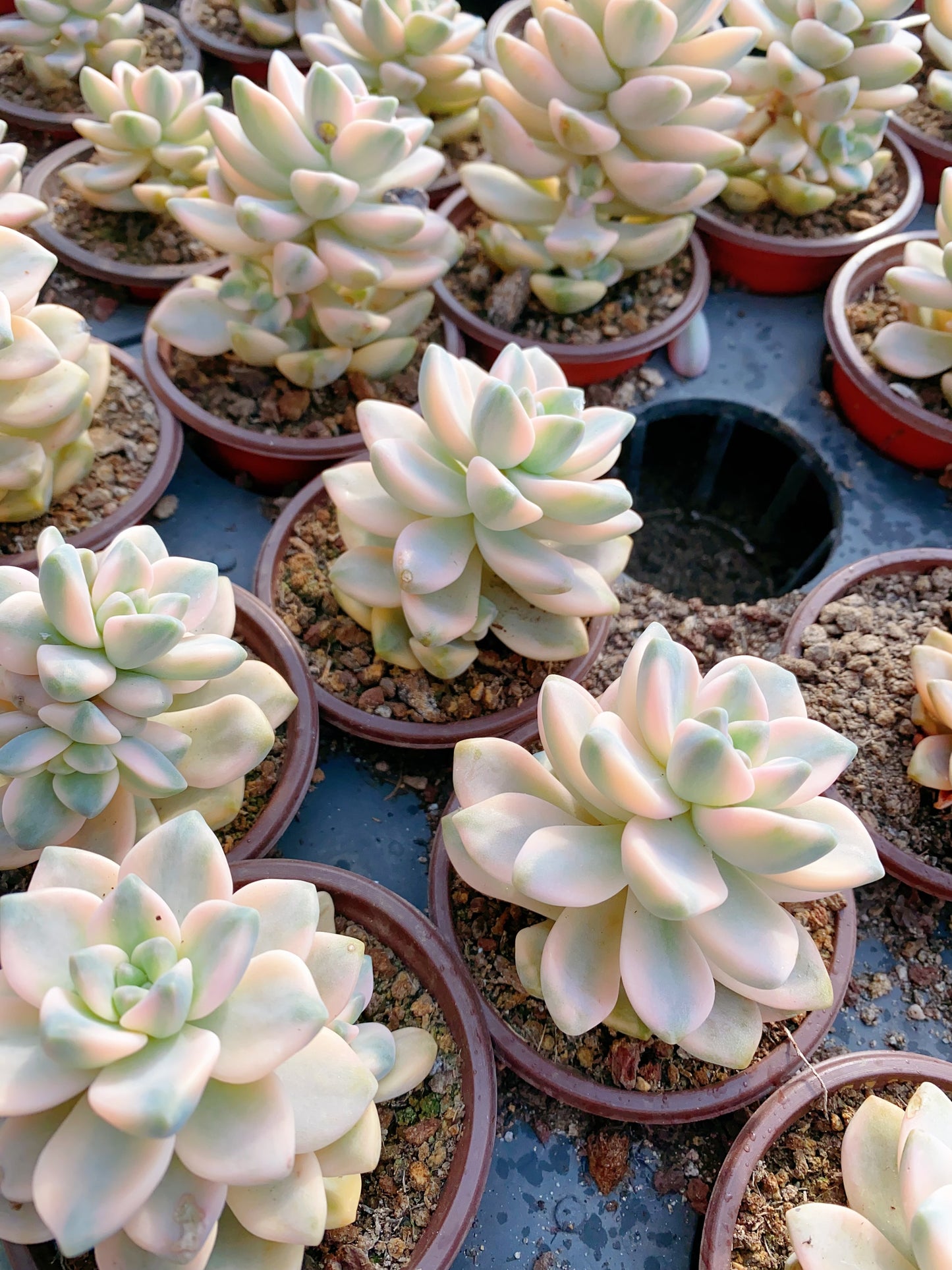 Pachyphytum 'Apricot Beauty' /美杏锦 9cm pot