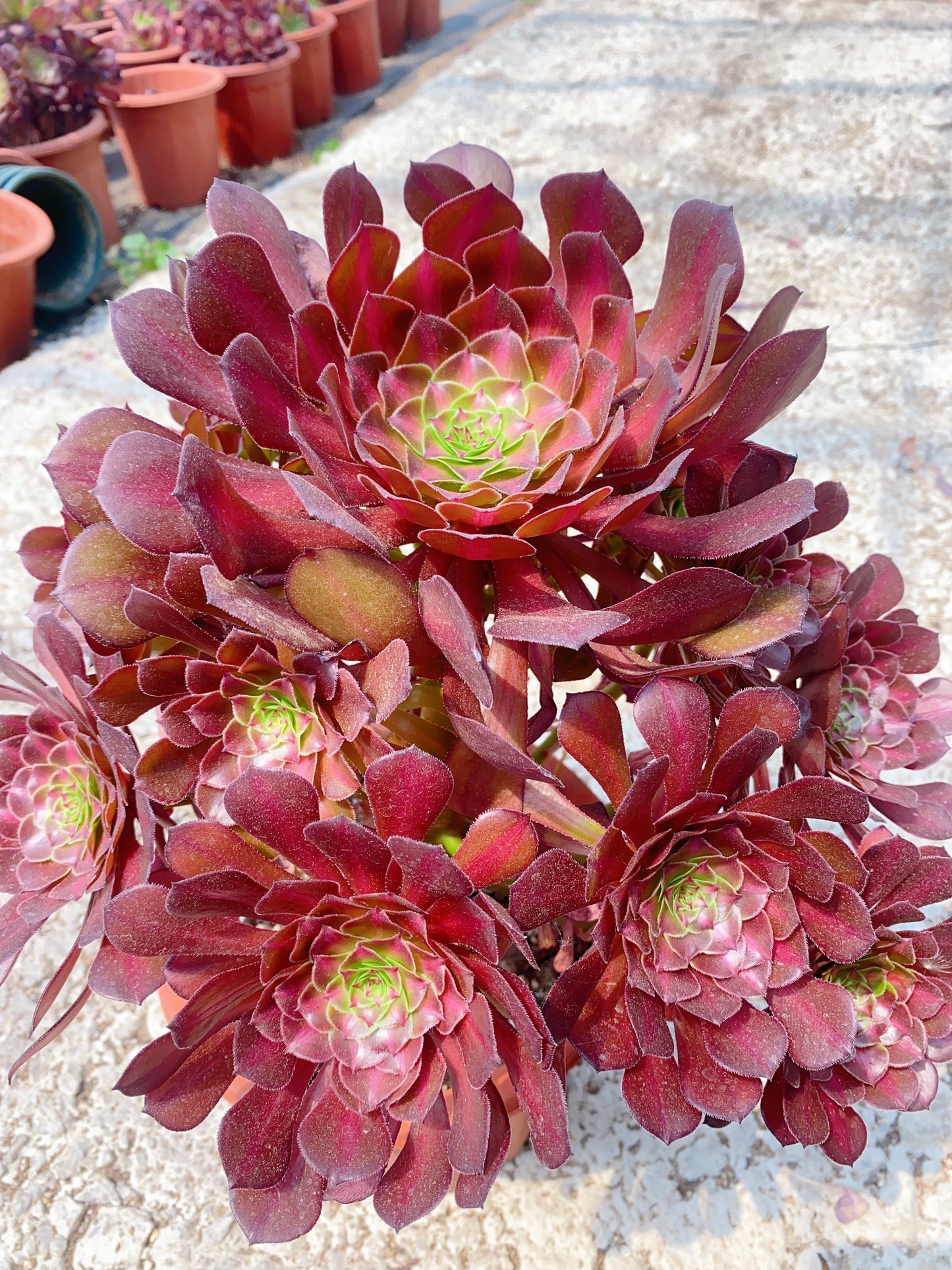 Middle Variegated of Zwartkin /黑铜壶中斑 Cluster At least 18 heads 35cm-40cm High:40cm-50cm