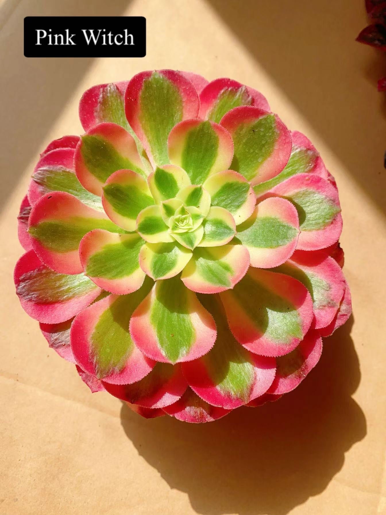 Pink Witch/粉女巫 Cutting At least 10cm Aeonium Cutting Succulent Plant