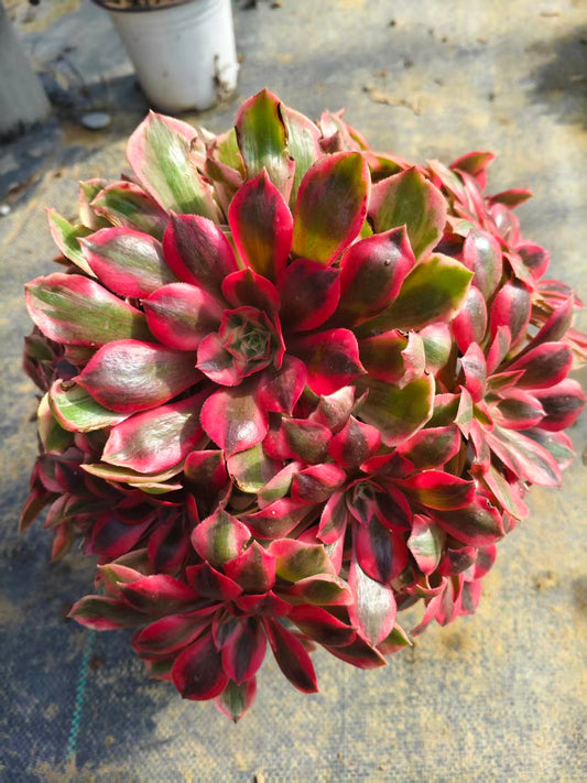 Banshee/女妖 cluster at least 8 heads 25-30 aeonium cluster Aeonium Cluster Succulent Plant