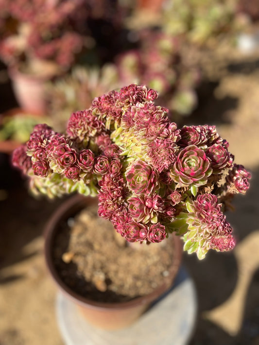 Allure Crested/倾城缀化 25cm two years old aeonium crested