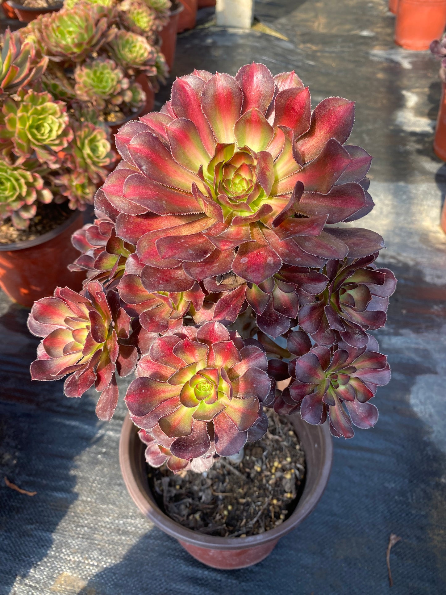 Rainbow/彩虹 cluster at least 10 heads 20-30cm