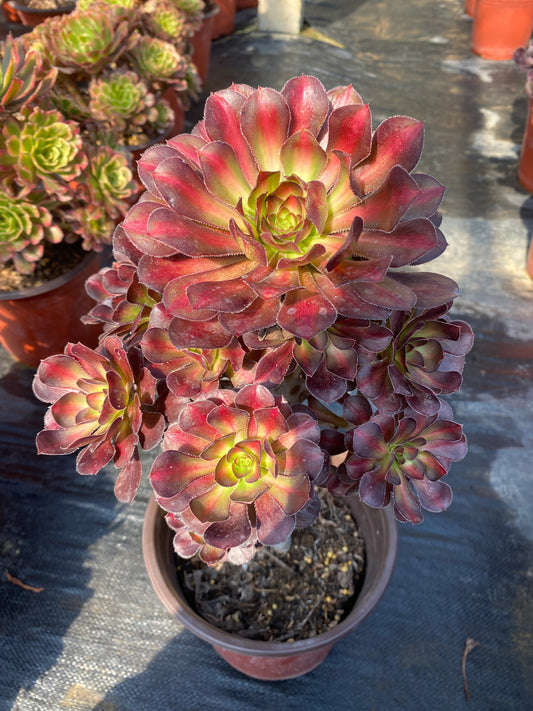 Rainbow/彩虹 cluster at least 10 heads 20-30cm