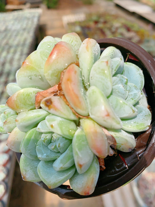 Ice Green/冰玉群 cluster 9cm pot