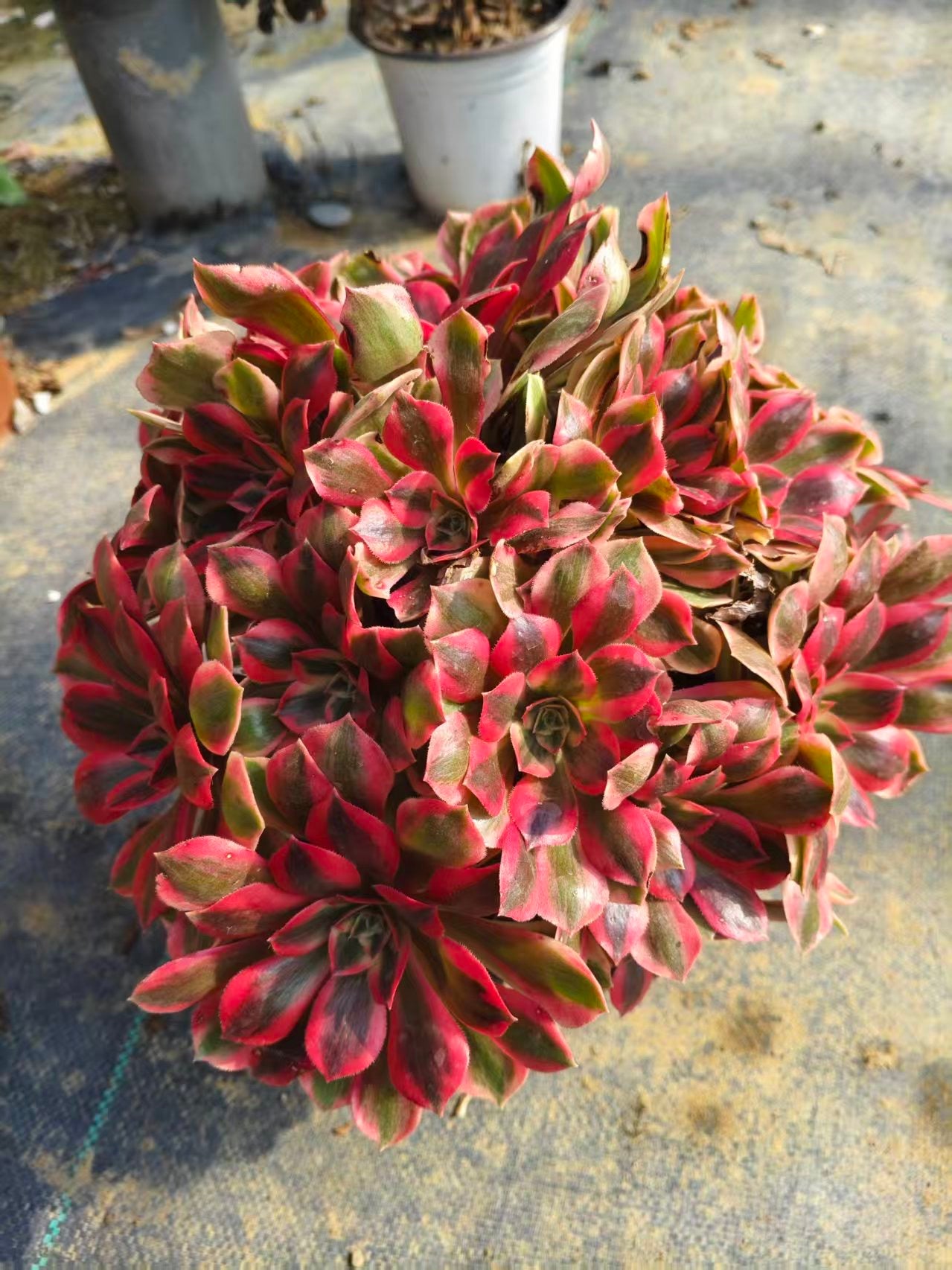 Banshee/女妖 cluster at least 8 heads 25-30 aeonium cluster Aeonium Cluster Succulent Plant