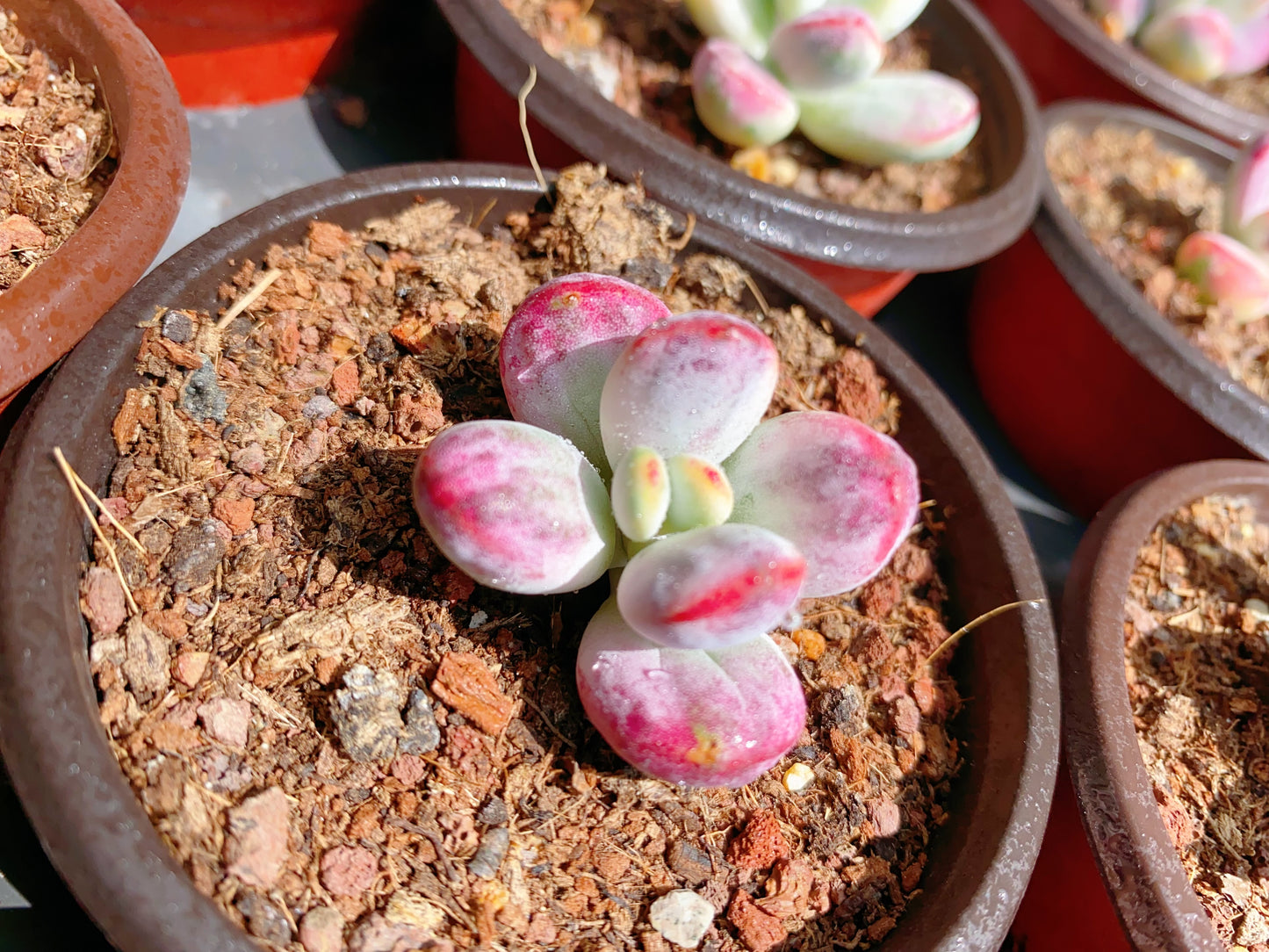 Cotyledon Orbiculata Variegated/乒乓福娘锦群