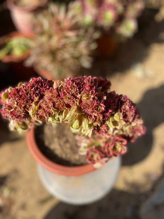 Luoshen Crested/洛神缀化 26cm two years old aeonium crested