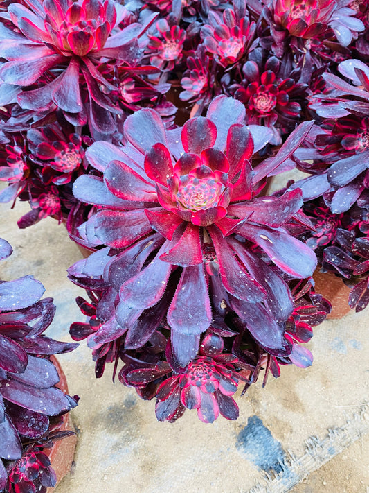 Daughter's Red Wine/女儿红 cluster at least 12 heads 20-30cm aeonium cluster