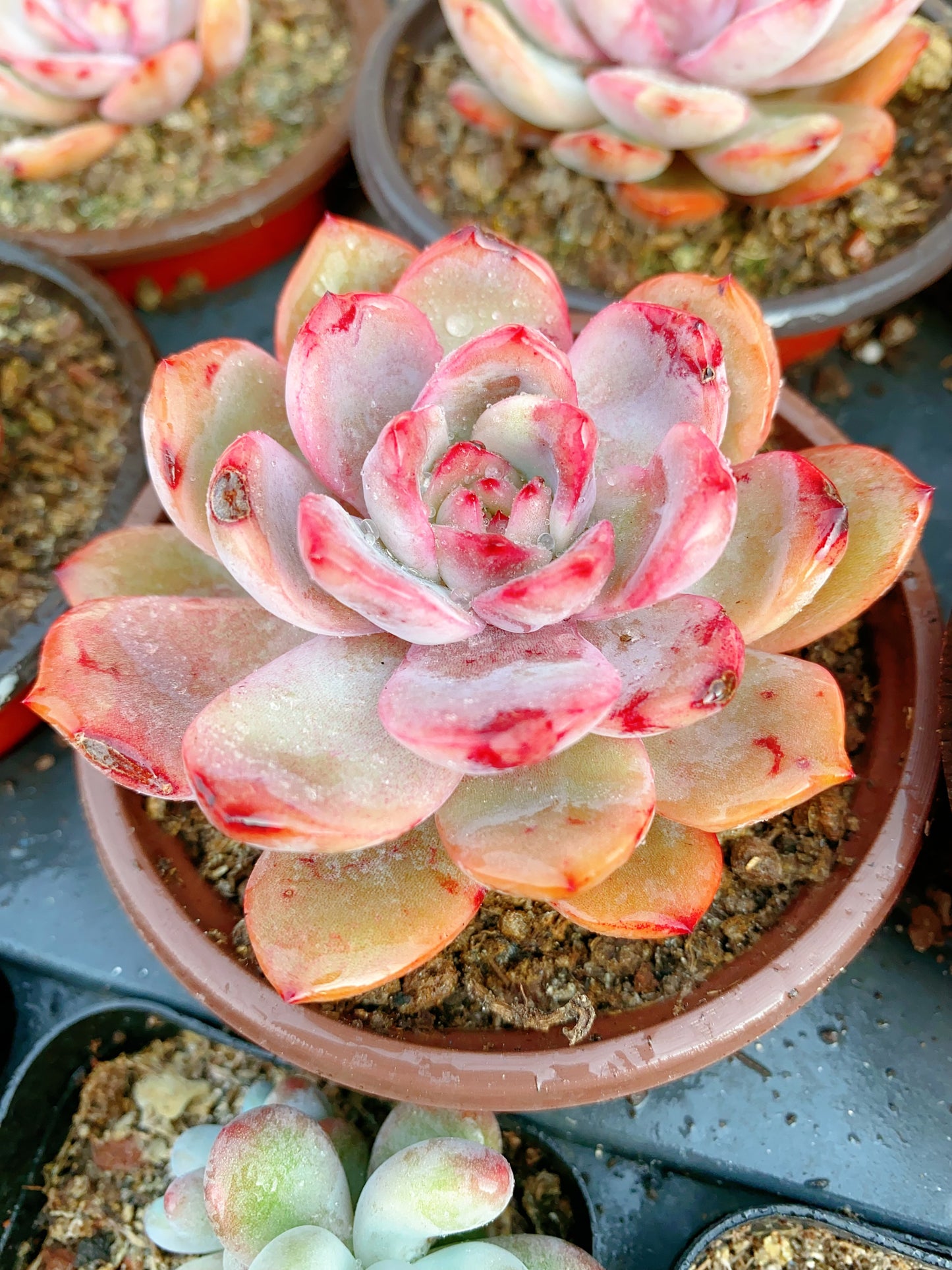 Pinky/粉色贝拉 9cm pot