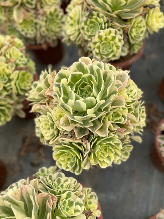 Green Medusa/绿豆沙 cluster 20-30cm at least 13 heads