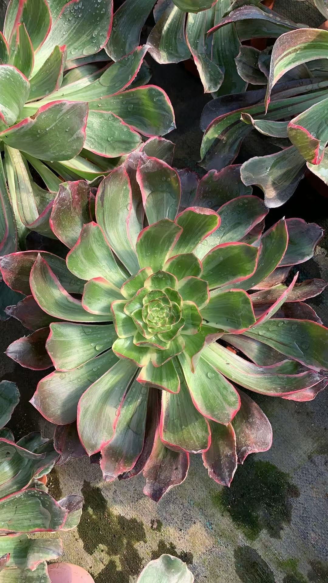 Evil Eye/恶魔之眼 single head with root at least 25cm Aeonium Single head Succulent plant