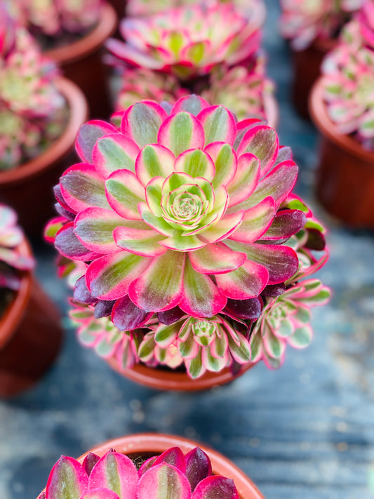 Allure/倾城 Cluster At least 6 heads 20-30cm