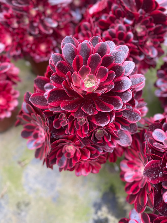 Medusa/美杜莎 Cluster At least 18 heads. 25cm-30cm two years old