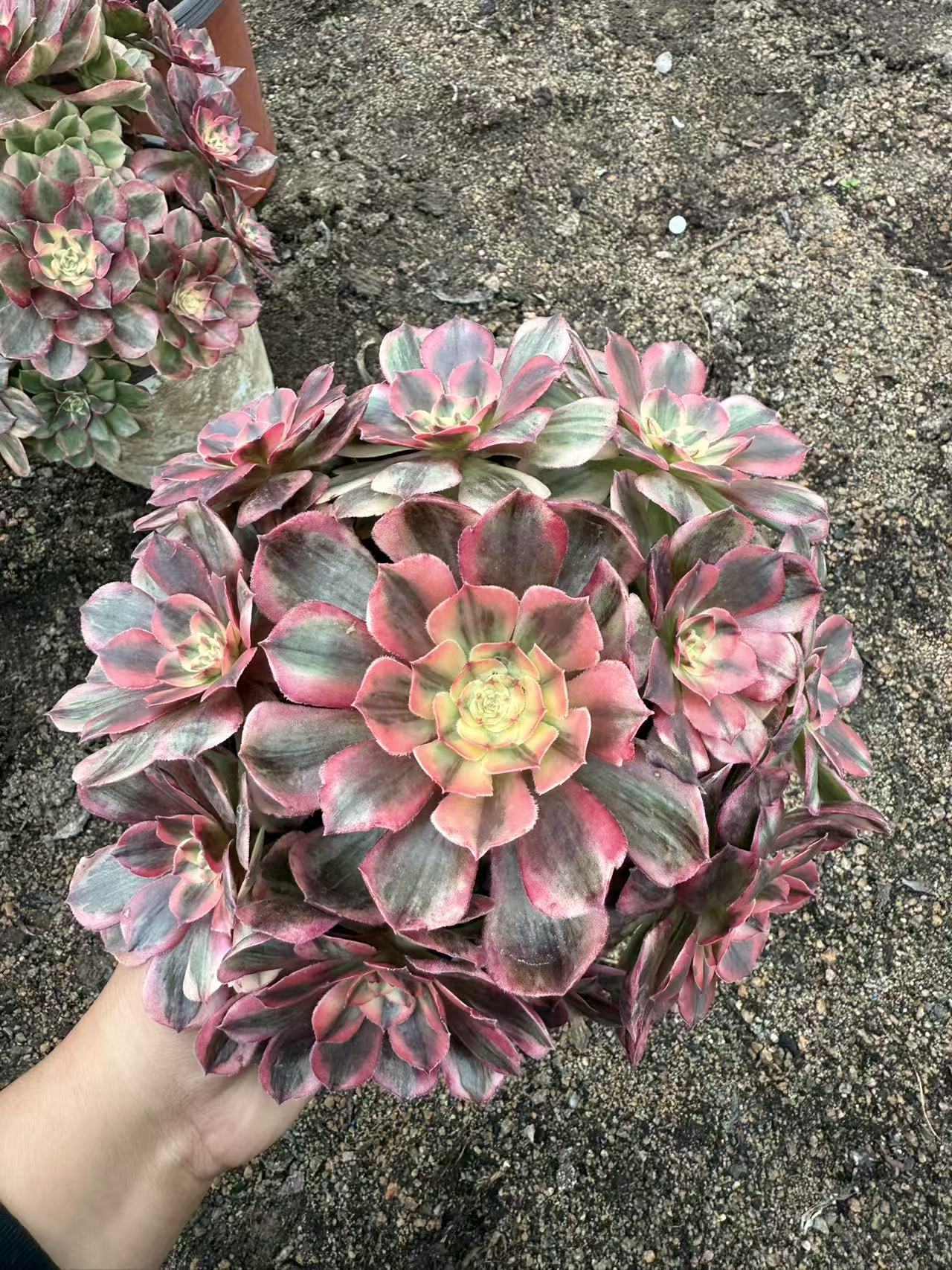 Red Flame Lotus Variegated/赤焰莲锦  cluster at least 8 heads 20-30 cm Aeonium Single head Succulent Plant