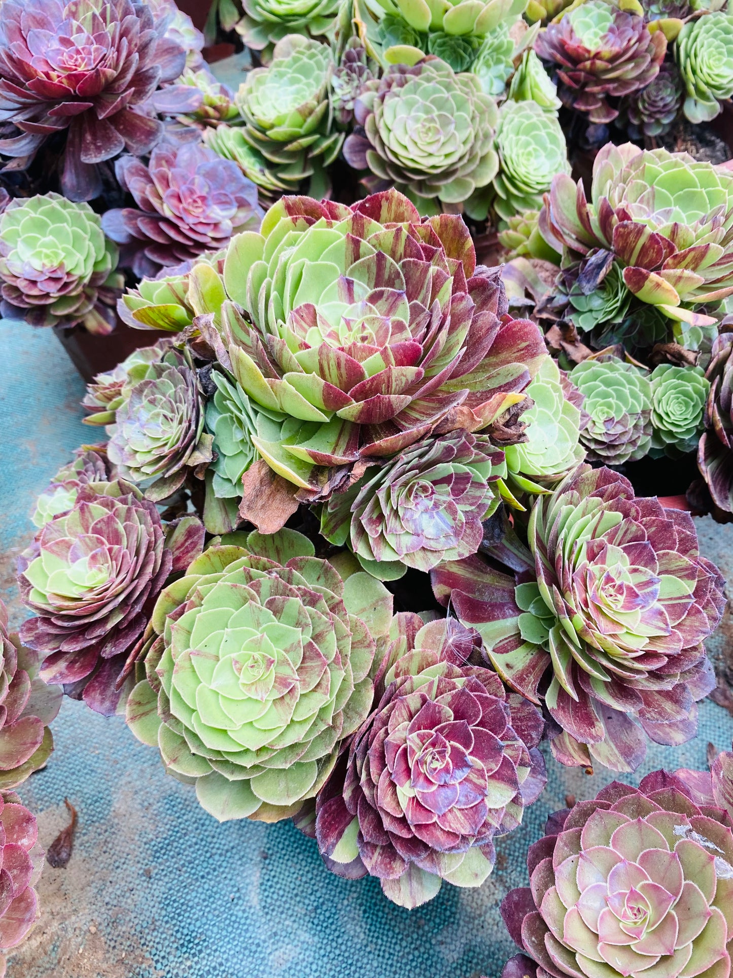 Pulidonis/花月夜 Cluster At least 18 heads 30cm-40cm Aeonium Cluster Succulent Plant
