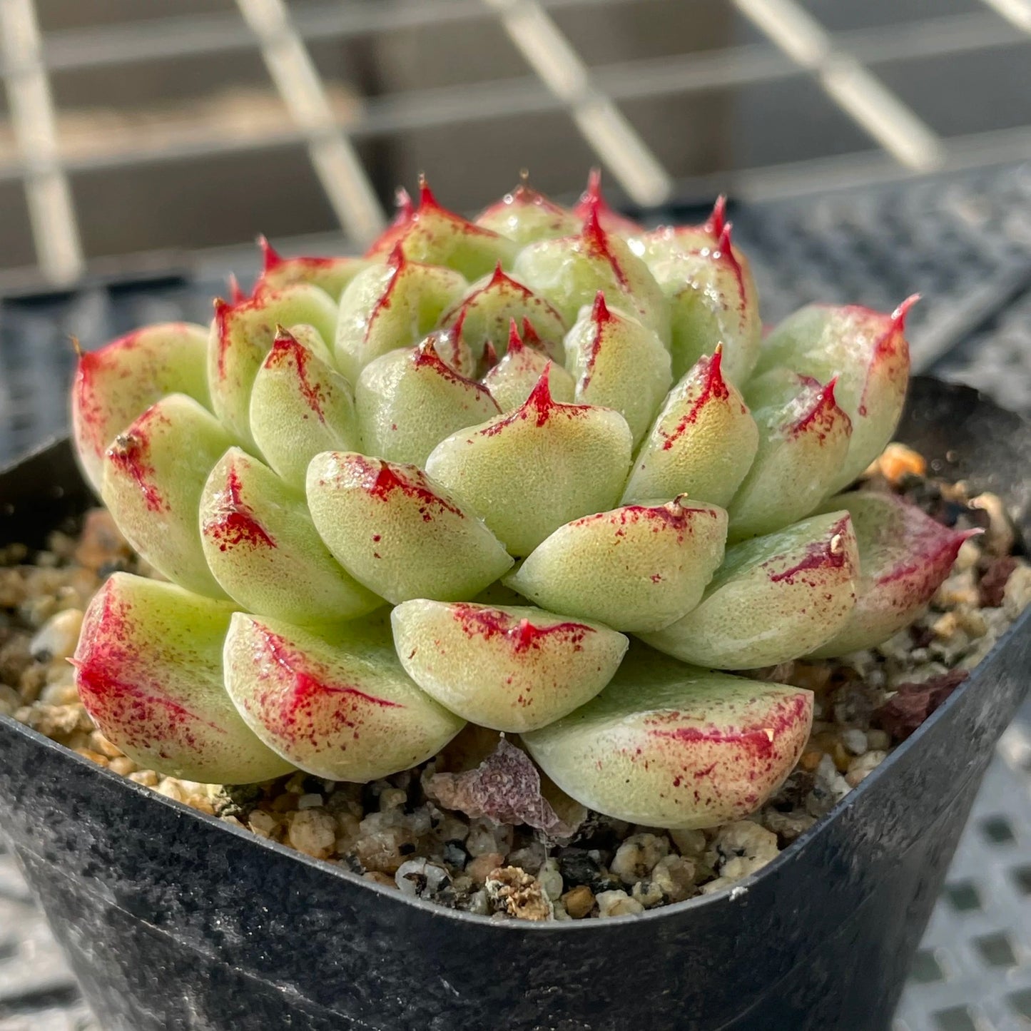 Red Crystal/赤水晶 6cm pot