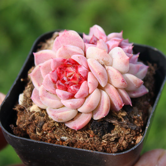 Red Velvet/天鹅绒 cluster 9cm pot