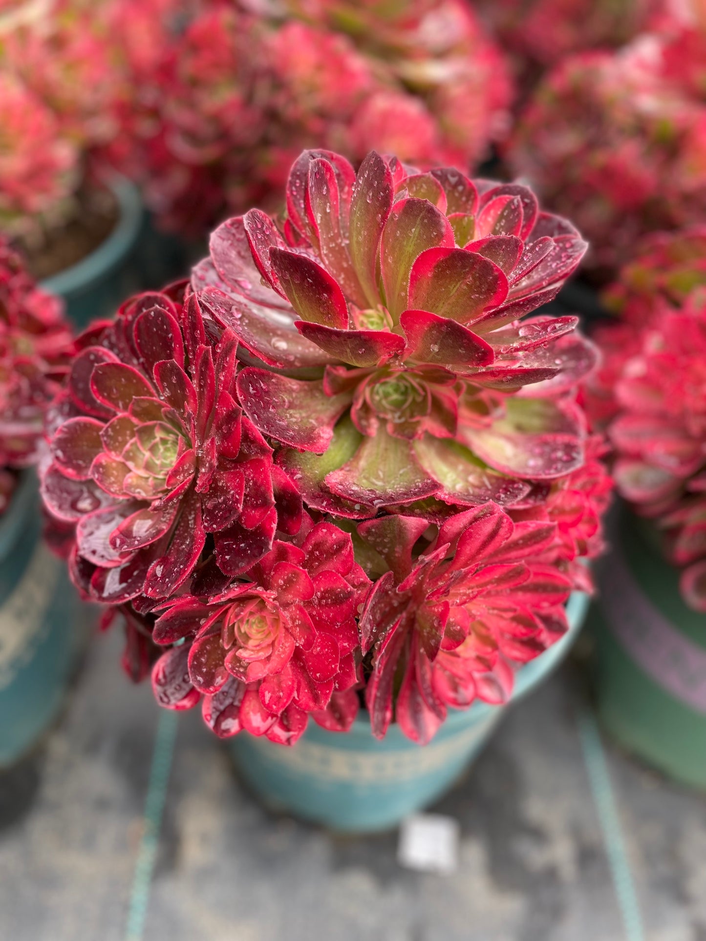 Black Magic variegated/黑魔锦 cluster 20-30cm at least 10 heads