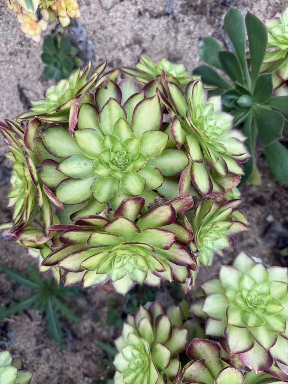 Chi Yan/赤焰 cluster at least 6 heads 20-30cm Rootless Aeonium Cluster Succulent Plant