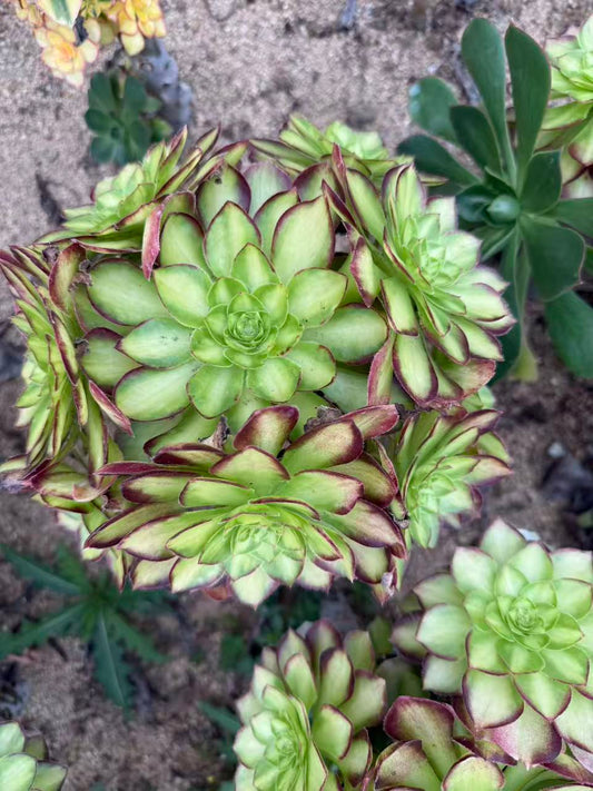Chi Yan/赤焰 cluster at least 6 heads 20-30cm Rootless Aeonium Cluster Succulent Plant