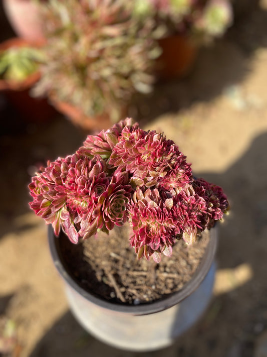 Litchi Crested/荔枝缀化 20cm
