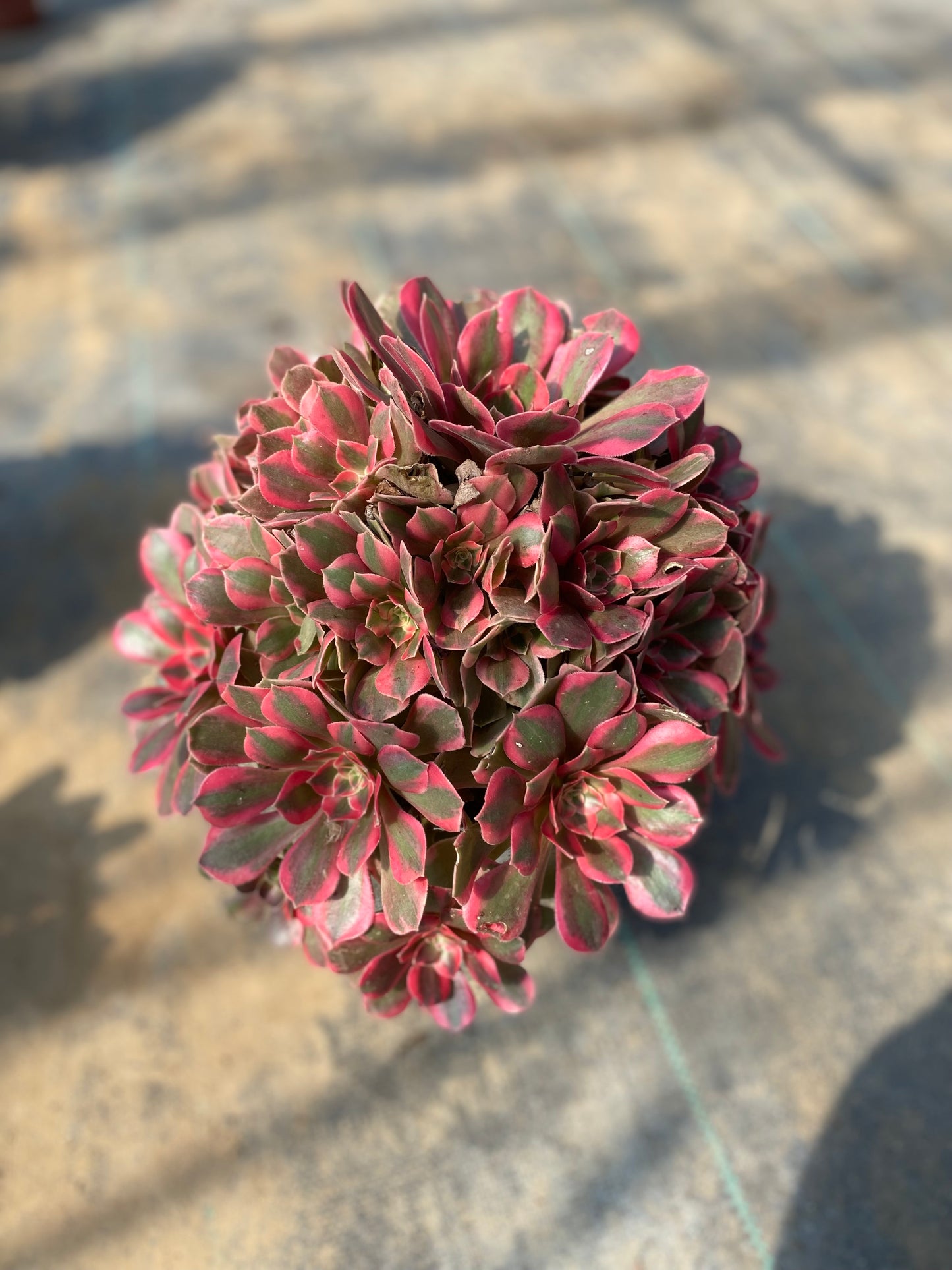 Banshee/女妖 cluster at least 8 heads 25-30 aeonium cluster Aeonium Cluster Succulent Plant