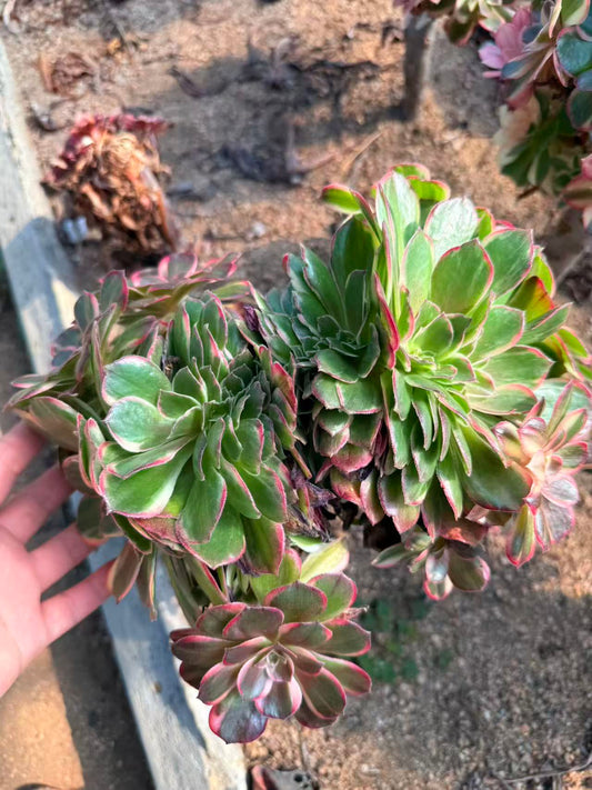 Black Magic variegated Crested /黑魔锦缀化 25-30