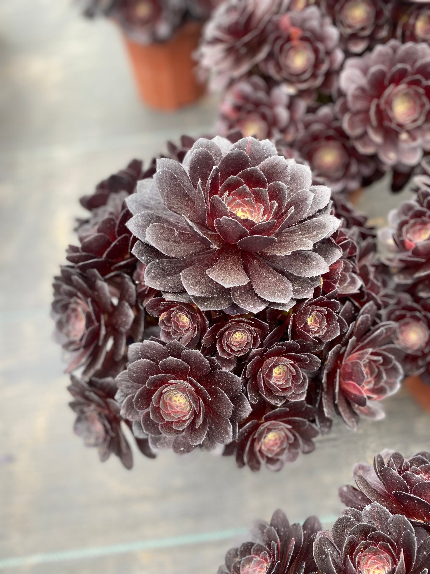 Black Beauty/黑美人 cluster at least 15 heads 20-30cm
