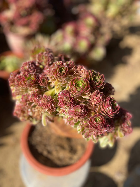 Allure Crested/倾城缀化 27cm two years old aeonium crested