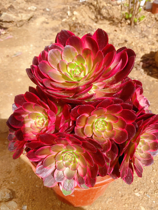 Tangsancai/唐三彩 cluster 20-30cm at least 10 heads