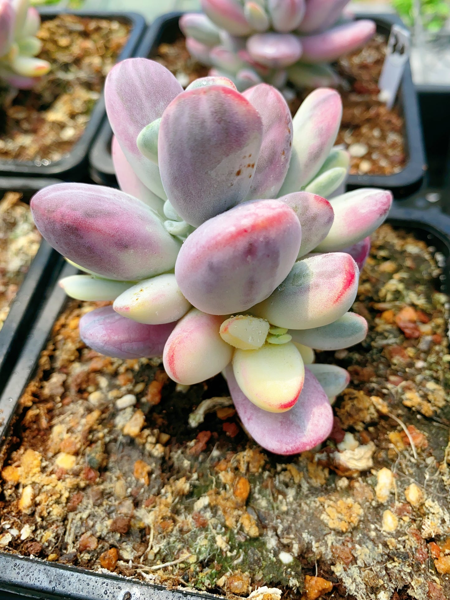 Cotyledon Orbiculata Variegated/乒乓福娘锦群 11cm pot