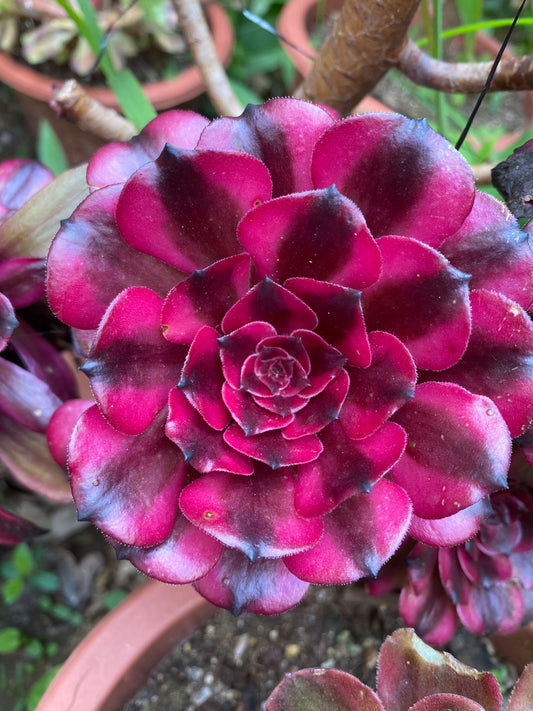 Pink Meiji/粉体美姬 cutting at least 10cm Aeonium Cluster Succulent Plant