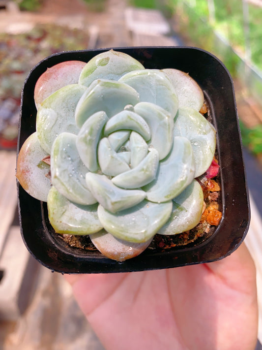 Ice Green/冰玉 7cm pot