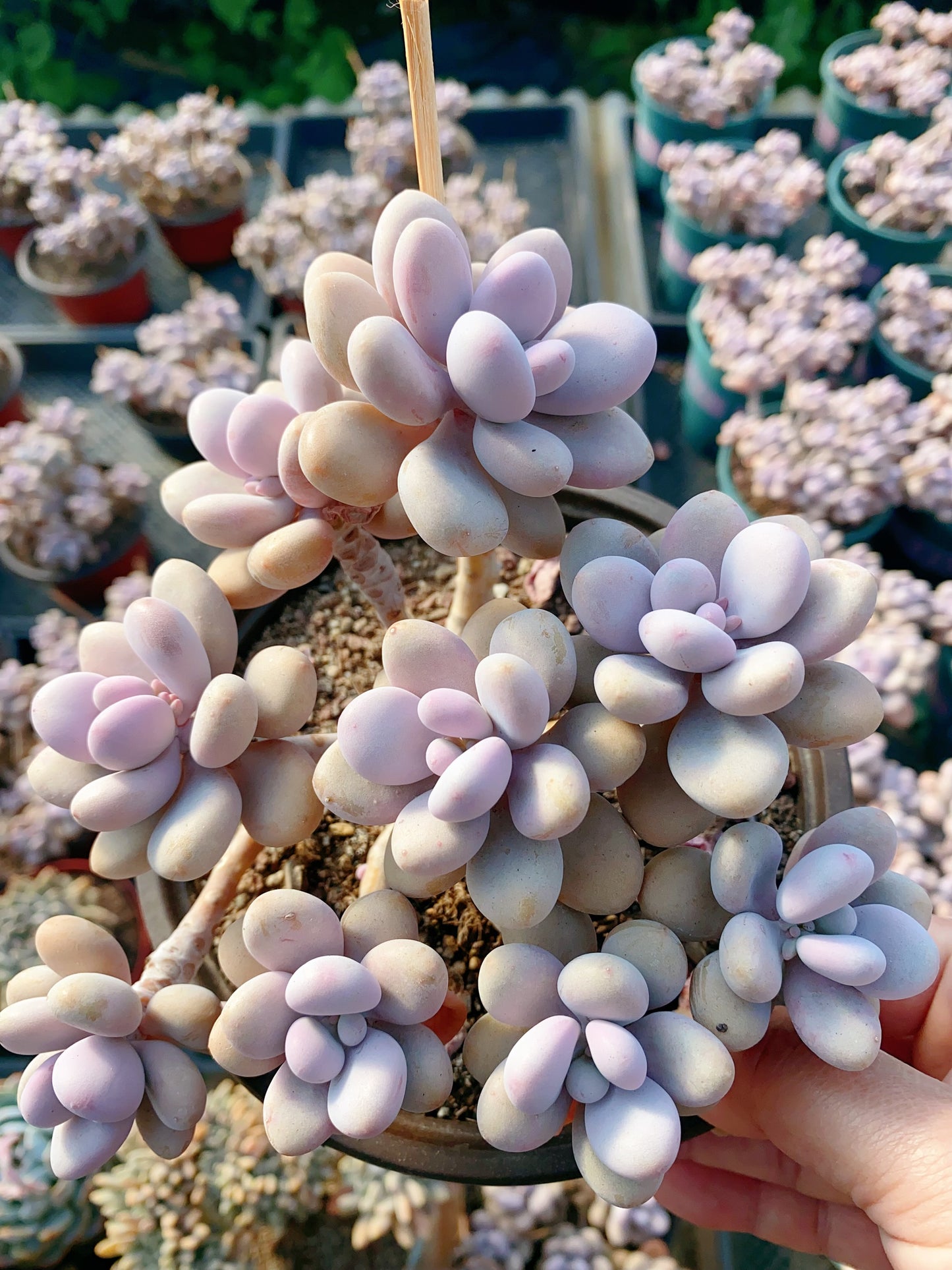 Graptopetalum amethystinum/桃蛋 cluster at least 15cm