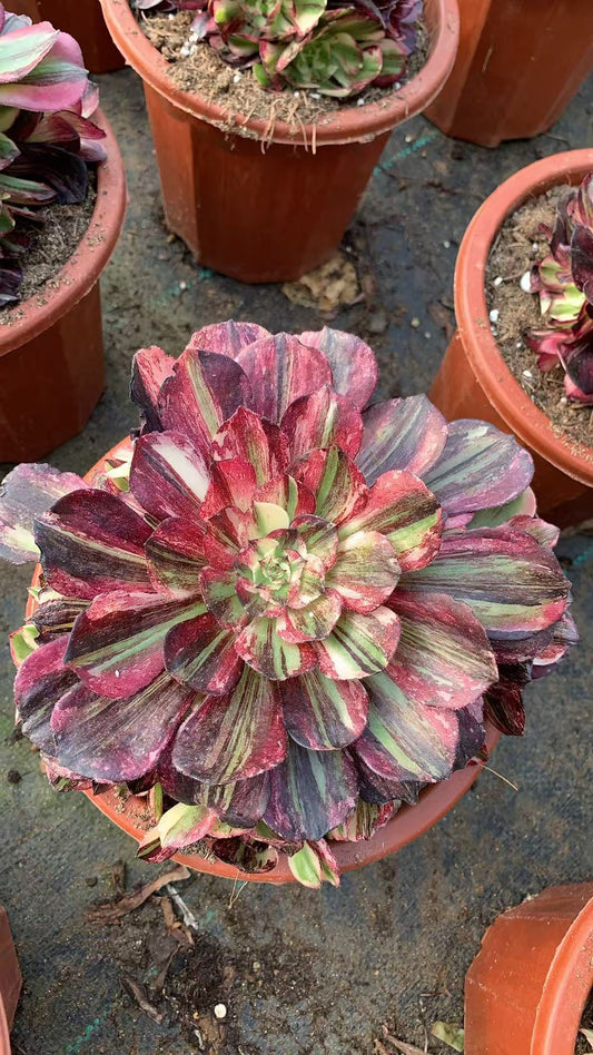 Earl of Heaven/伯爵天骄 cluster 20-25cm rootless