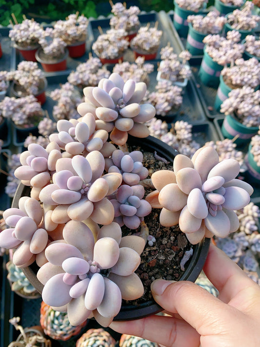 Graptopetalum amethystinum/桃蛋 cluster at least 15cm