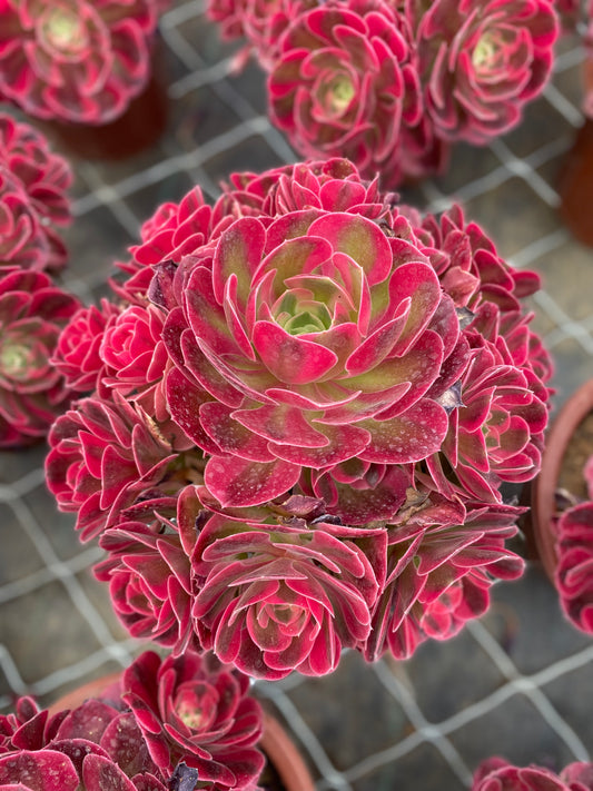 Pink Witch/粉女巫 Cluster At least 10 heads 20-25cm