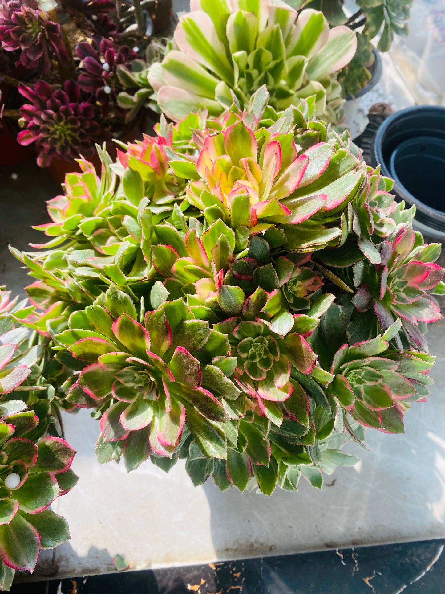 Kaleidoscope/万花筒 Spherical   cluster 25-30cm at least 20 heads Aeonium Cluster Succulent Plant