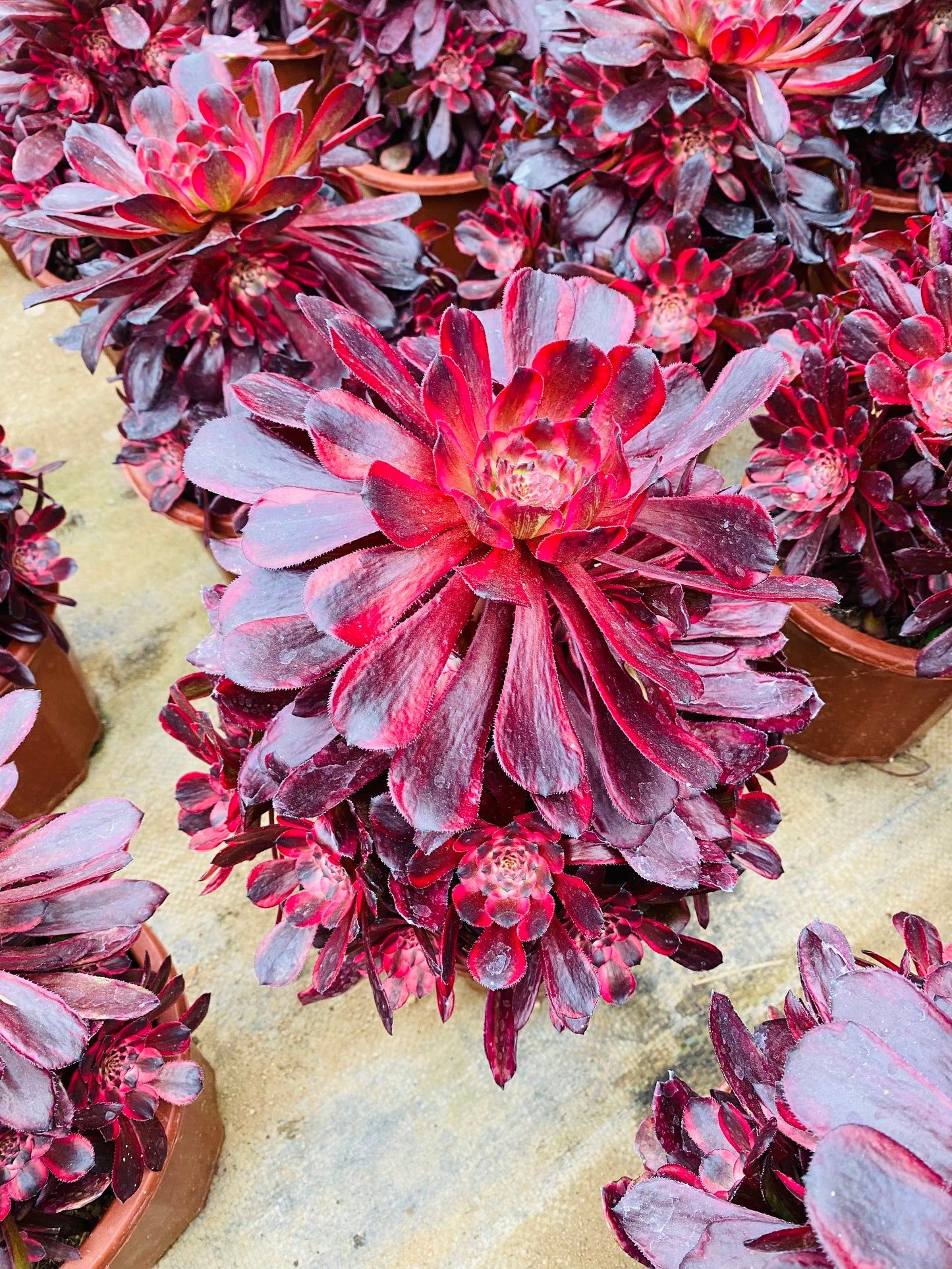 Daughter's Red Wine/女儿红 cluster at least 12 heads 20-30cm aeonium cluster