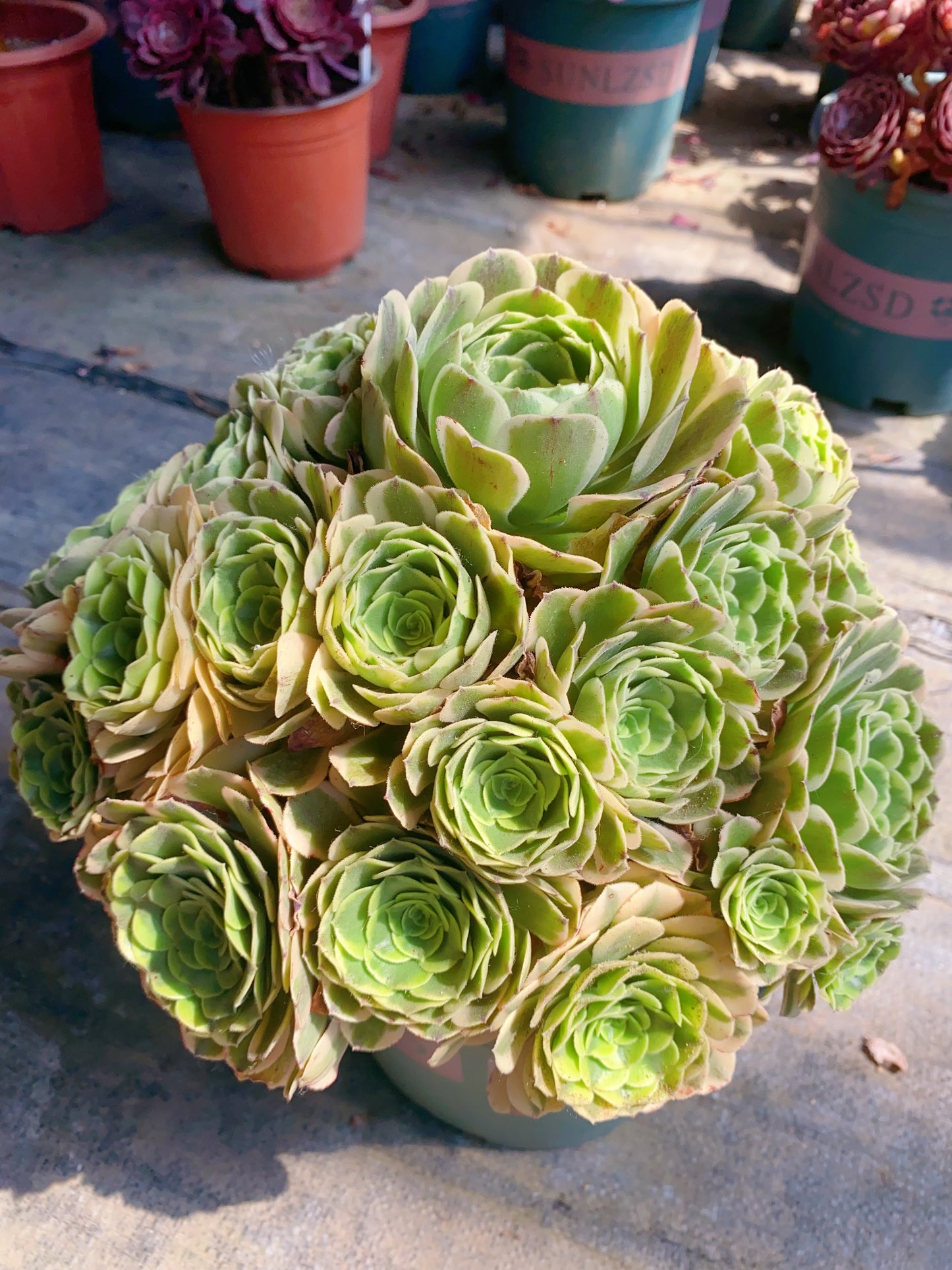 Green Glass/绿琉璃 Cluster At least 25 heads 25cm-30cm