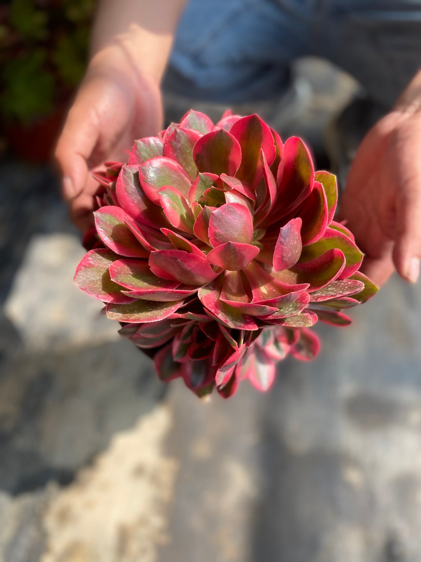 Banshee/女妖 cluster at least 8 heads 20-30cm aeonium cluster