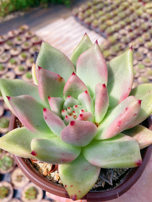 Agavoides/东云原始种 9cm pot