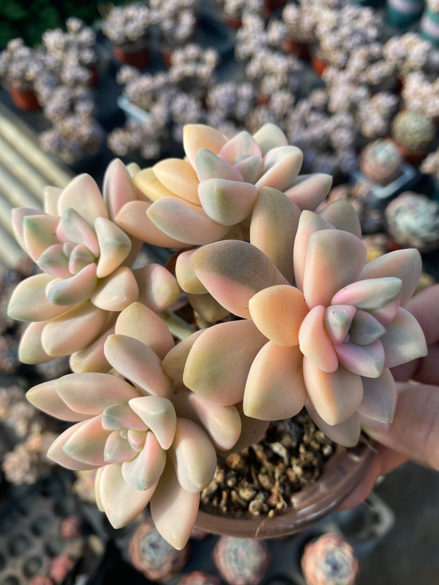 Pachyphytum 'Apricot Beauty'/美杏锦 4 heads 9cm pot