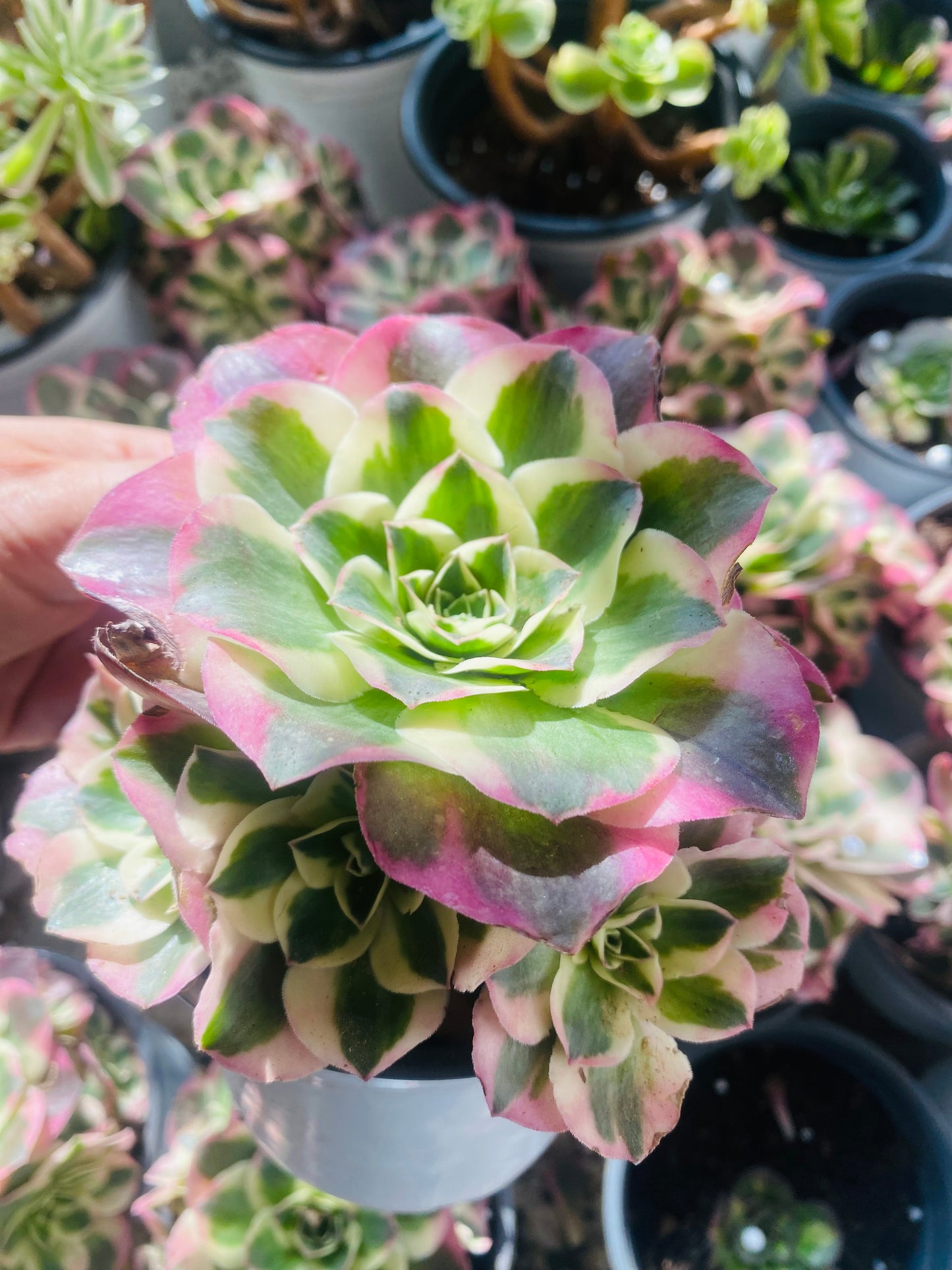 Ruyi/如意 cluster 15-20cm at least 6 heads Aeonium Cluster Succulent Plant