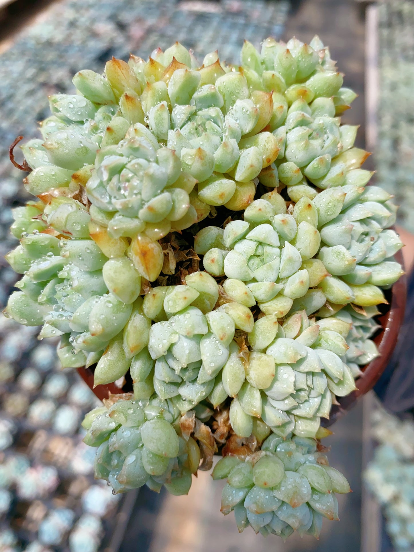 Little Joe/小乔群 9cm pot cluster