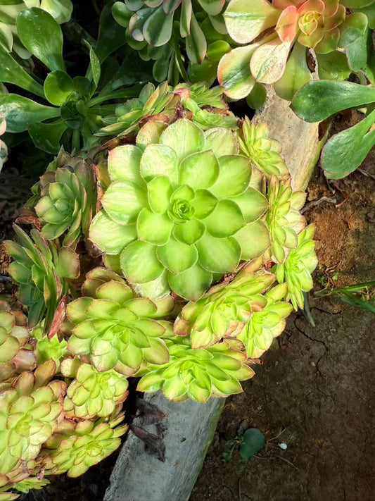 Chi Yan/赤焰 cluster 25-30cm rootless