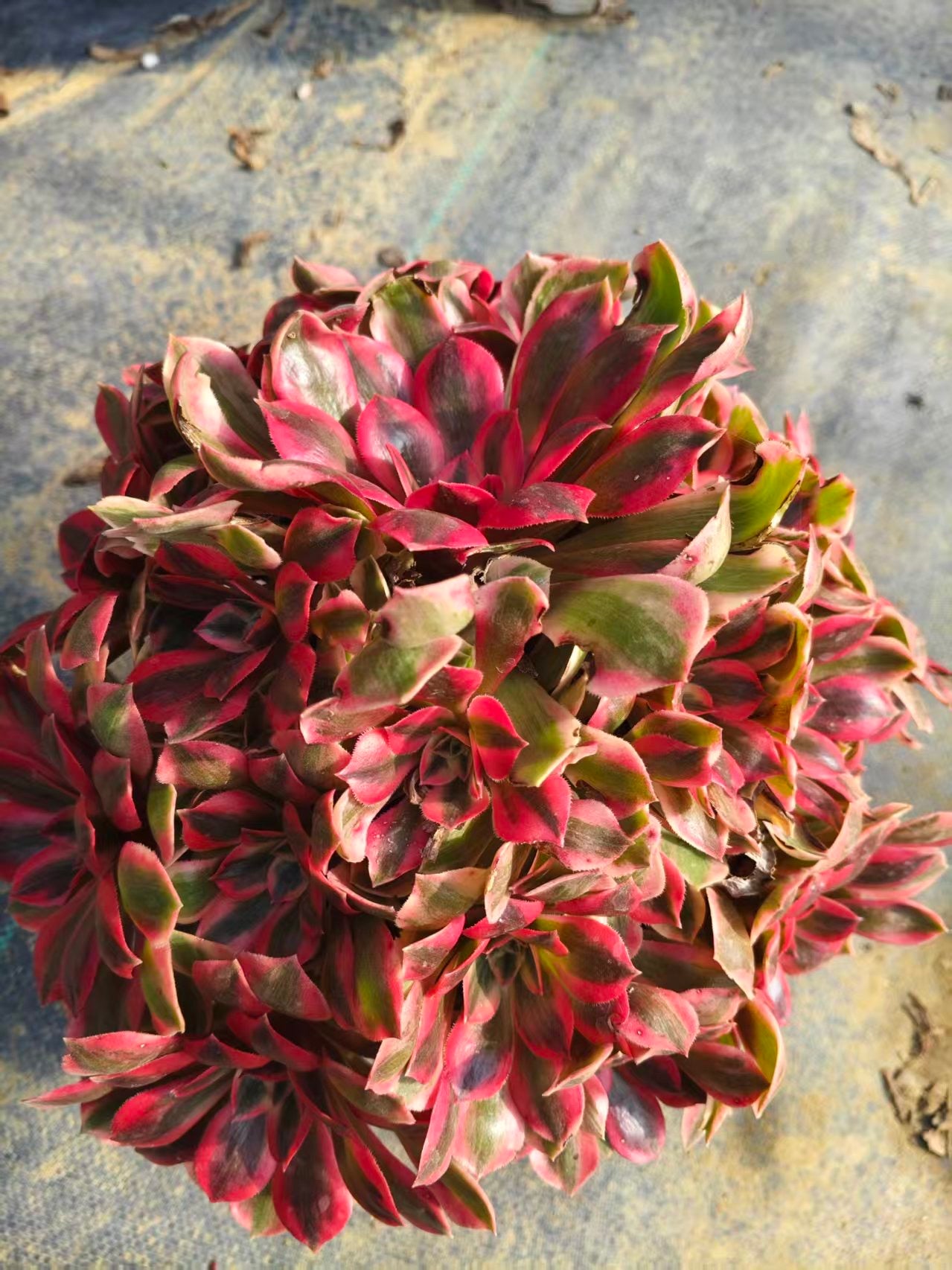 Banshee/女妖 cluster at least 8 heads 25-30 aeonium cluster Aeonium Cluster Succulent Plant