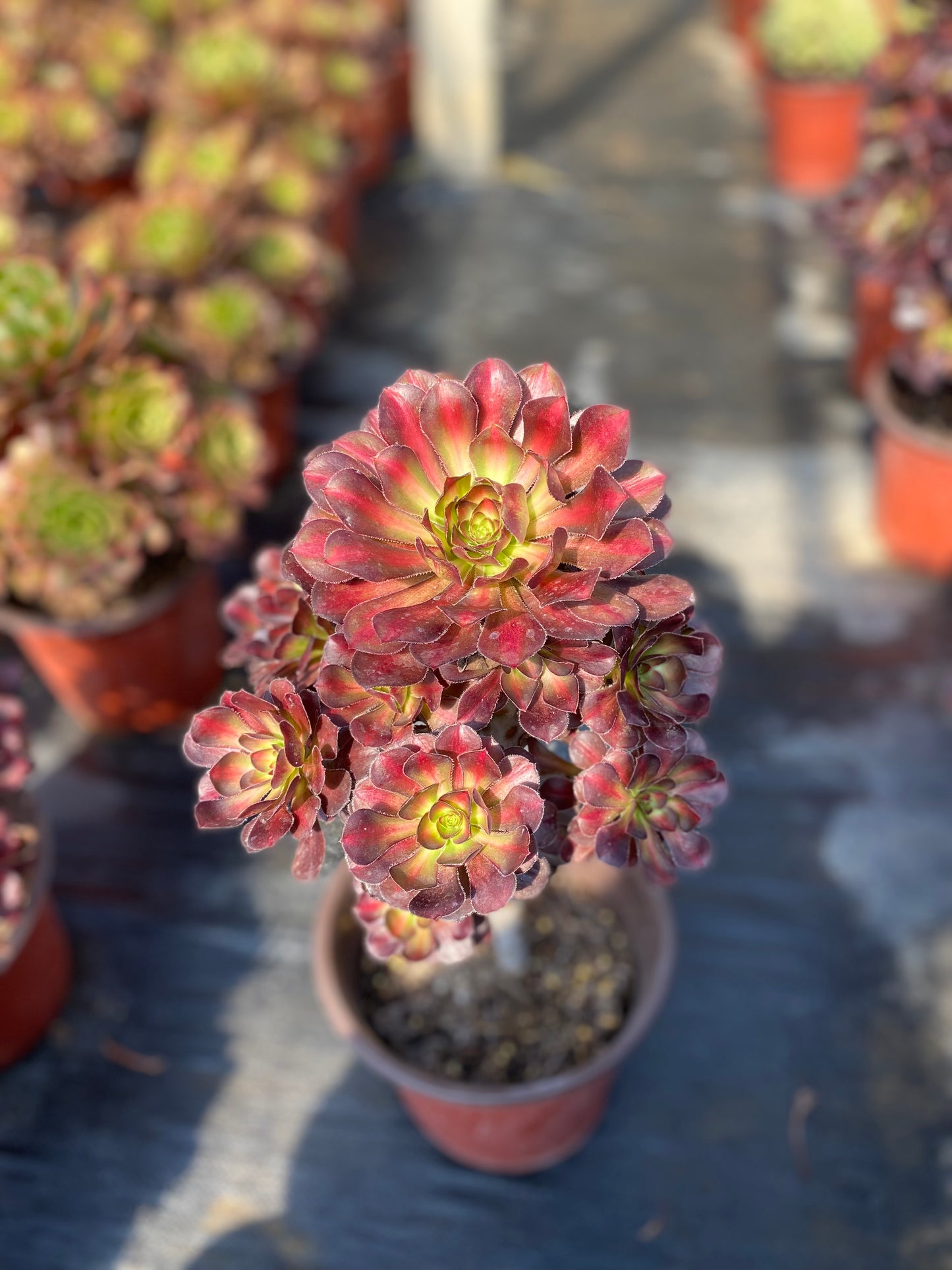 Rainbow/彩虹 cluster at least 10 heads 20-30cm