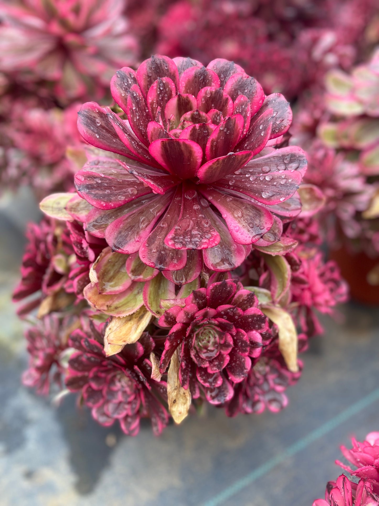 Pink Moonlight/粉体白月光 cluster 20-30cm at least 10 heads
