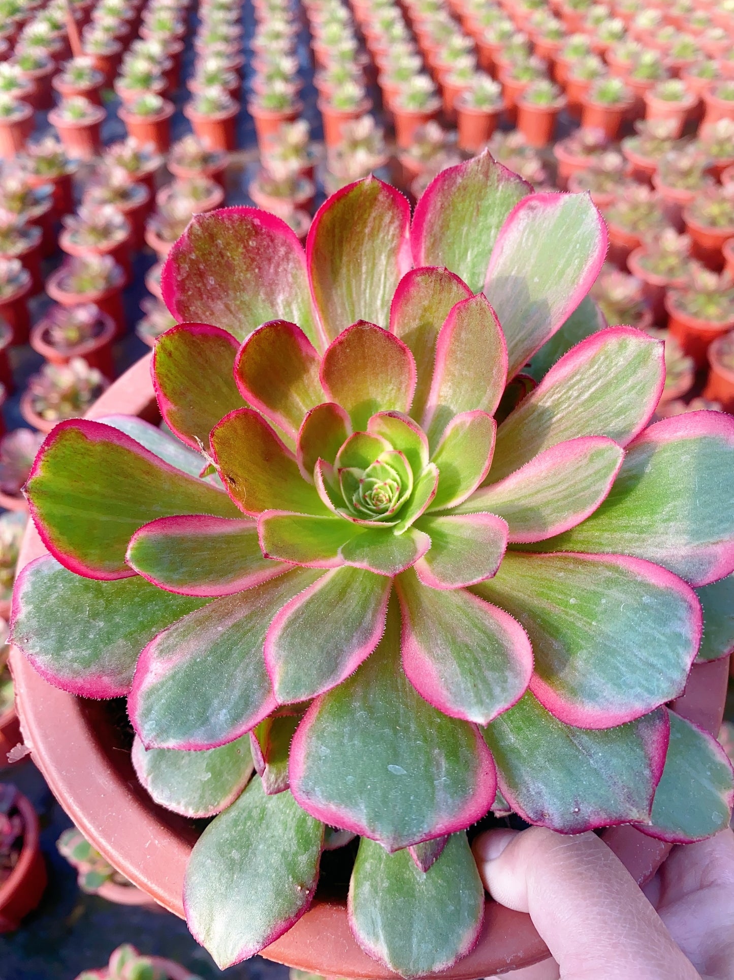 Evening Banquet/夜宴 Small Cluster at least 5 small heads 15-20cm